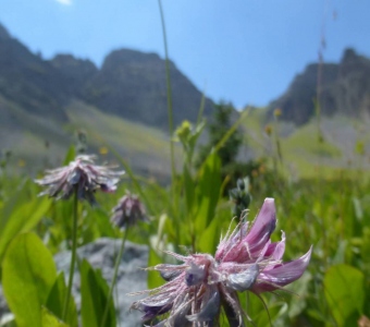 Prairie smoke (Geum triflorum) – Colorado wildflower