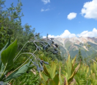 Mountain bluebells (Mertensia ciliata) after flowering – Waterfall Canyon, Ophir, Colorado