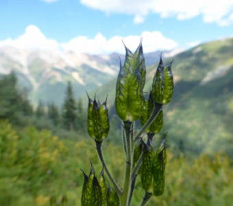 Columbine Seed Pods (Aquilegia) near Ophir, Colorado