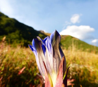 Fringed Gentian Wildflower in the San Juan Mountains