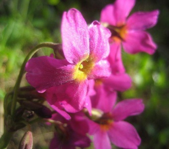 Parry's Primrose Wildflower near Telluride, Colorado
