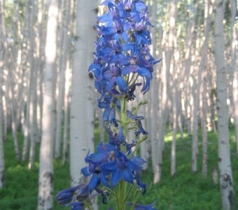 Subalpine Larkspur in an Aspen Grove – Telluride Colorado