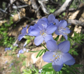 Showy Jacob’s Ladder – Telluride Colorado Wildflower