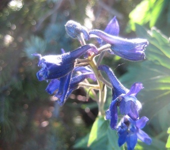 Subalpine Larkspur – Telluride Colorado Wildflower