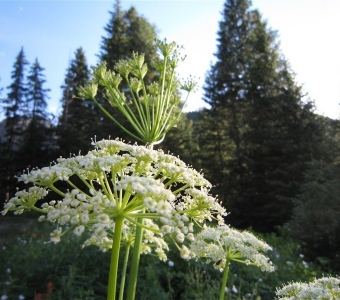 Osha (Ligusticum porteri) – Telluride Colorado Wildflower