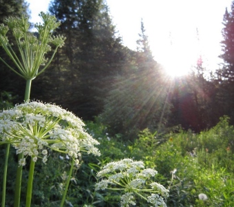 Osha (Ligusticum porteri) – Telluride Colorado Wildflower