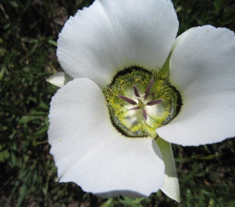 Gunnison's Mariposa Lily Flower Close-Up