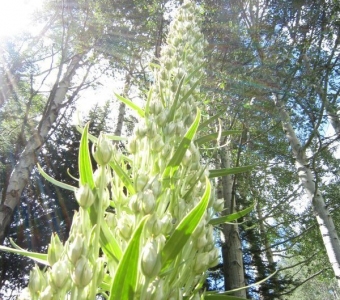 Green Gentian (Frasera speciosa) in Bud – Telluride Colorado