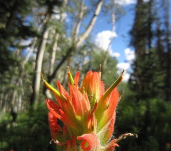 Indian Paintbrush Wildflower in the San Juan Mountains