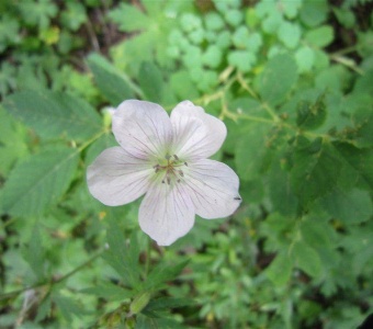 Richardson’s Geranium – Telluride Colorado Wildflower
