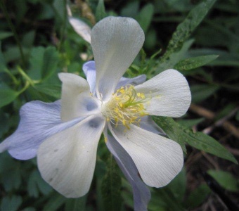 Colorado Blue Columbine (Aquilegia coerulea) – Telluride Colorado Wildflower