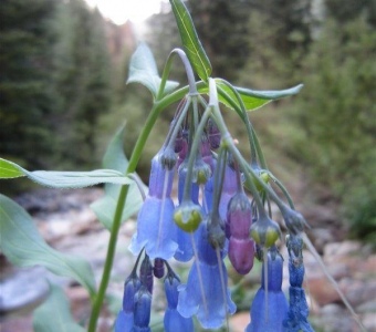 Mountain Bluebells (Mertensia ciliata) – Telluride Colorado Wildflower