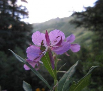 Fireweed (Chamerion angustifolium) – Telluride Colorado Wildflower