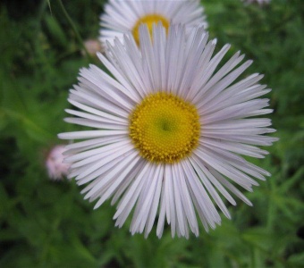Showy Fleabane (Erigeron speciosus) – Telluride Colorado Wildflower