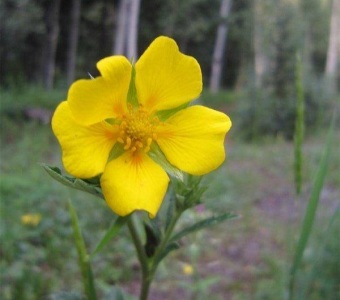 Graceful Cinquefoil (Potentilla gracilis) – Telluride Colorado Wildflower