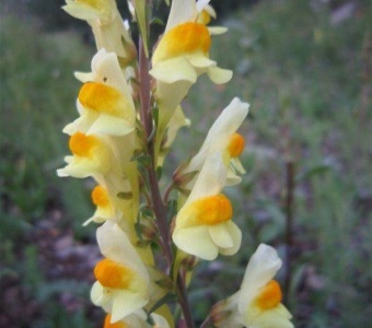 Yellow Toadflax (Linaria vulgaris) – Telluride Colorado Wildflower