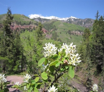 Serviceberry (Amelanchier alnifolia) – Telluride Colorado