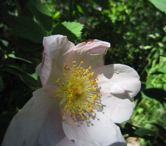 Woods' rose (Rosa woodsii) – Telluride Colorado