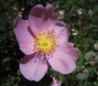 Woods' rose (Rosa woodsii) – Telluride Colorado