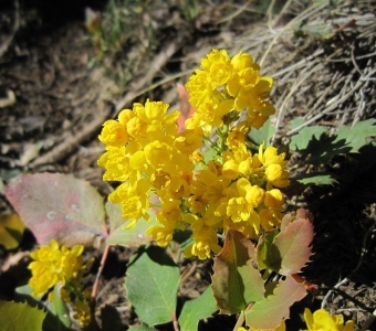 Creeping Oregon grape (Mahonia repens) – Telluride Colorado