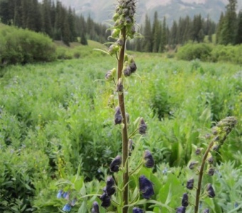 Columbia monkshood (Aconitum columbianum) – Waterfall Canyon near Ophir, Colorado