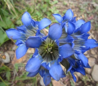 Parry's Gentian Wildflowers in the San Juan Mountains