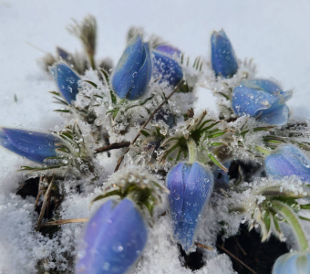 Pasqueflowers emerging through spring snow in Ophir, Colorado