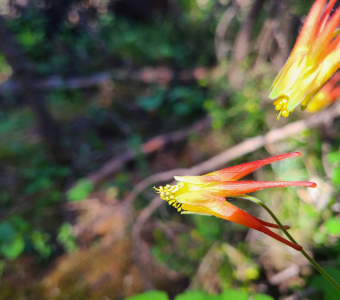 Western red columbine blooming in the San Juan Mountains near Telluride, Colorado