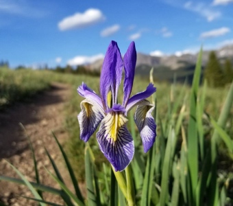 Wild iris (Iris missouriensis) blooming near Lizard Head Pass, Colorado