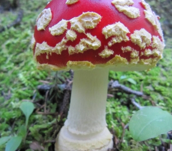 Fly agaric mushroom with a bright red cap and pale patches in the forest