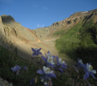 Colorado blue columbines blooming below Ophir Pass near Ophir, Colorado
