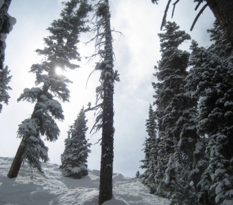 Looking up through deep snow near the top of a Mammoth finger at Telluride Ski Resort.