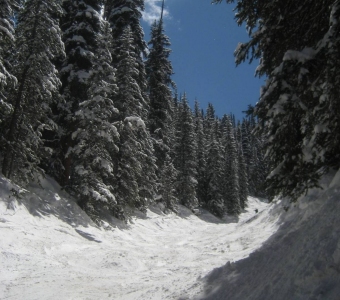 Looking up East Drain through snow-covered trees at Telluride Ski Resort.