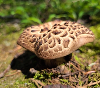 Hawk's Wing (Sarcodon imbricatus) mushroom near Telluride, Colorado