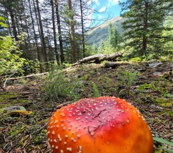 Orange-red Amanita mushroom in the Telluride area