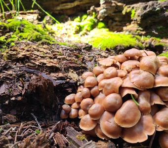 Dense cluster of brown mushrooms growing from decaying wood near Telluride, Colorado