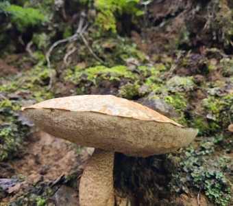 Orange-capped aspen bolete mushroom with a scaly stalk growing on a mossy forest floor near Telluride, Colorado