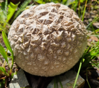 Puffball mushroom near Telluride, Colorado