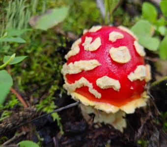 Red Amanita mushroom near Telluride, Colorado