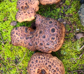 Hawk's Wing (Sarcodon imbricatus) mushroom near Telluride, Colorado