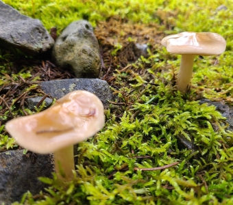 Two pale tan mushrooms growing among bright green moss and rocks in the Telluride area.