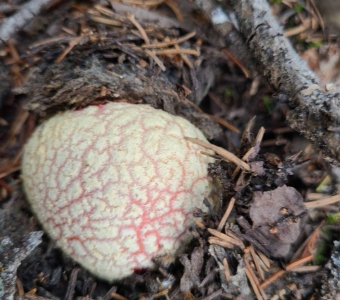Young painted bolete mushroom with a cream-colored cap patterned with reddish cracks on a forest floor near Telluride, Colorado