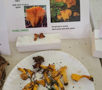 Rainbow chanterelle mushrooms displayed with a Cantharellus roseocanus identification card at the Telluride Mushroom Festival