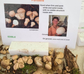 Puffball mushrooms displayed for identification at the Telluride Mushroom Festival.
