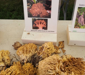 Ramaria coral mushrooms displayed for identification at the Telluride Mushroom Festival.