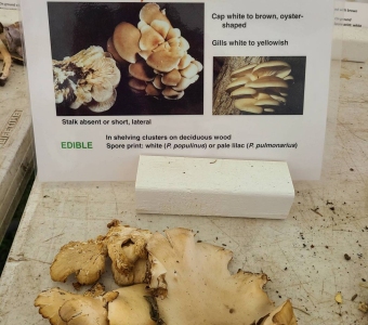 Oyster mushrooms displayed for identification at the Telluride Mushroom Festival.