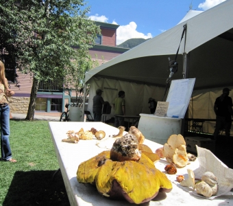 Mushroom identification table displaying collected fungi at the Telluride Mushroom Festival in Telluride, Colorado