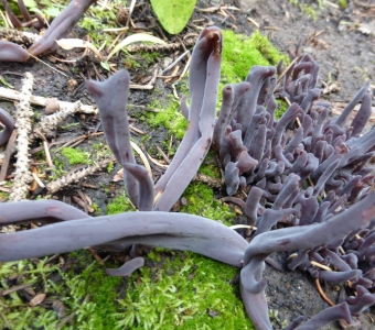 Purple coral fungus near Telluride, Colorado