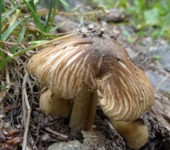 Brown mushrooms with radially split caps growing on a forest floor near Telluride, Colorado