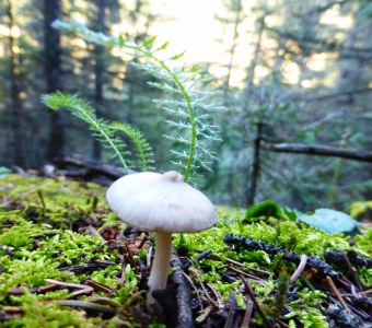 Small pale mushroom growing in bright green moss on a forest floor near Telluride, Colorado